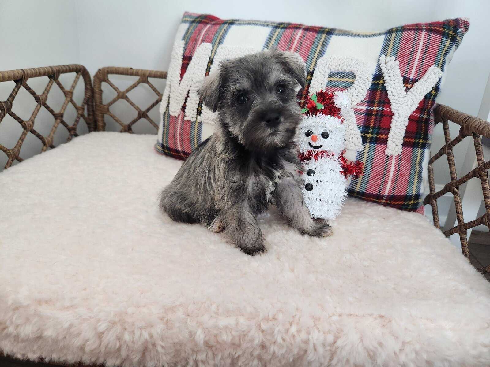 Miniture Schnausers Ready now for Loving Home image 2