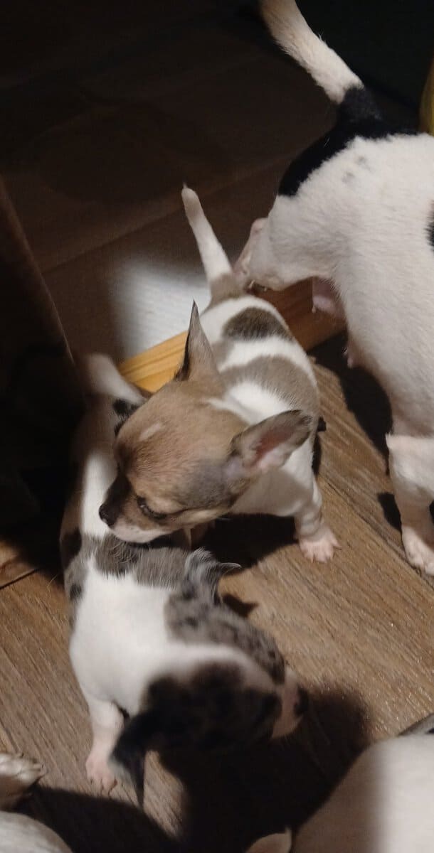 Stunning different colors merle piebald male chihu image 18