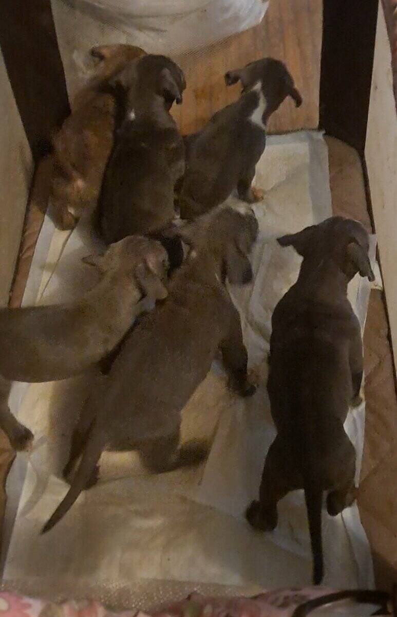 BRAND NEW AMERICAN BULLYS AVAILABLE image 9