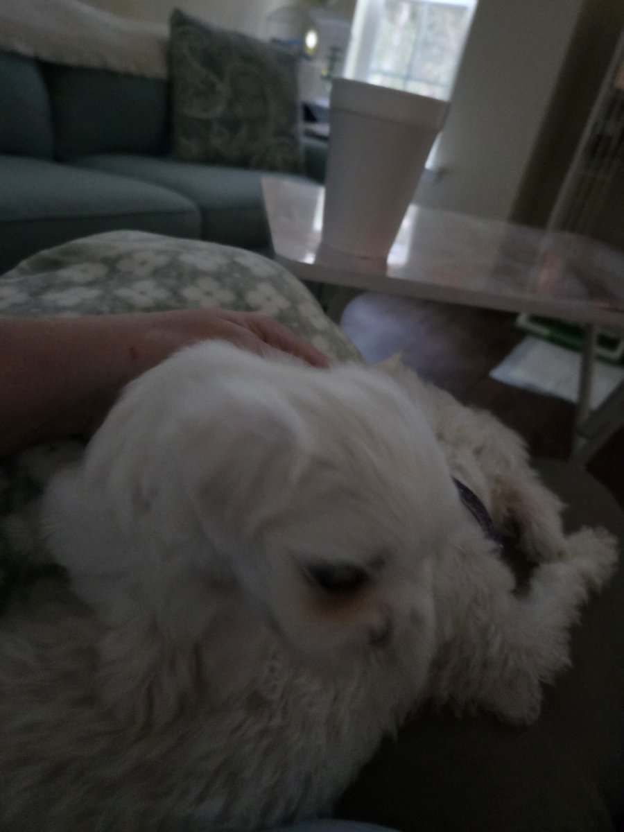 Maltese Purebred Puppies image 8