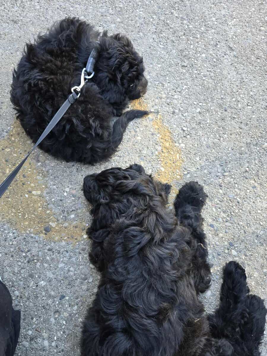 Legend -7 month old goldendoodle image 3