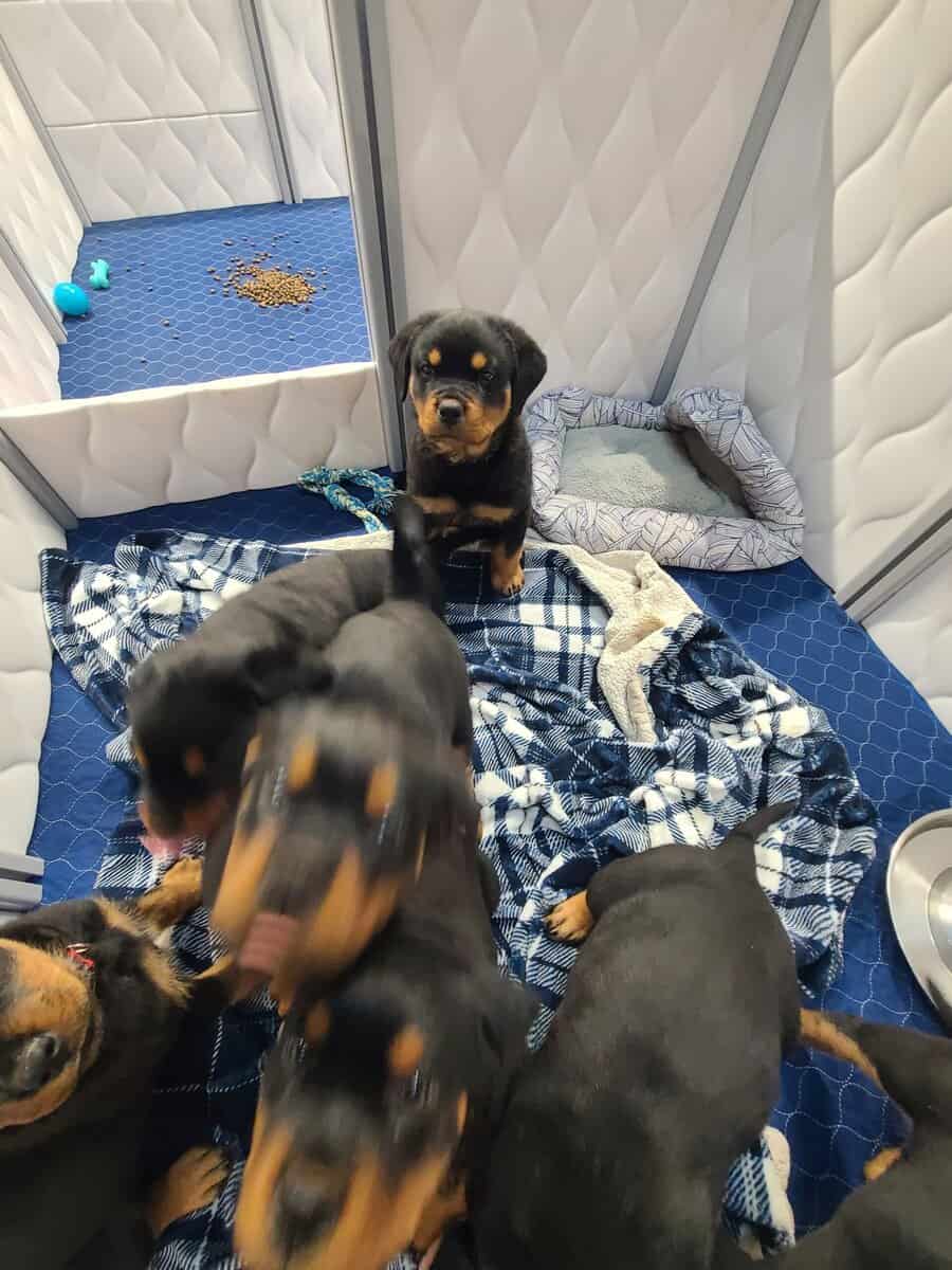 Rottweiler Puppies Available image 6