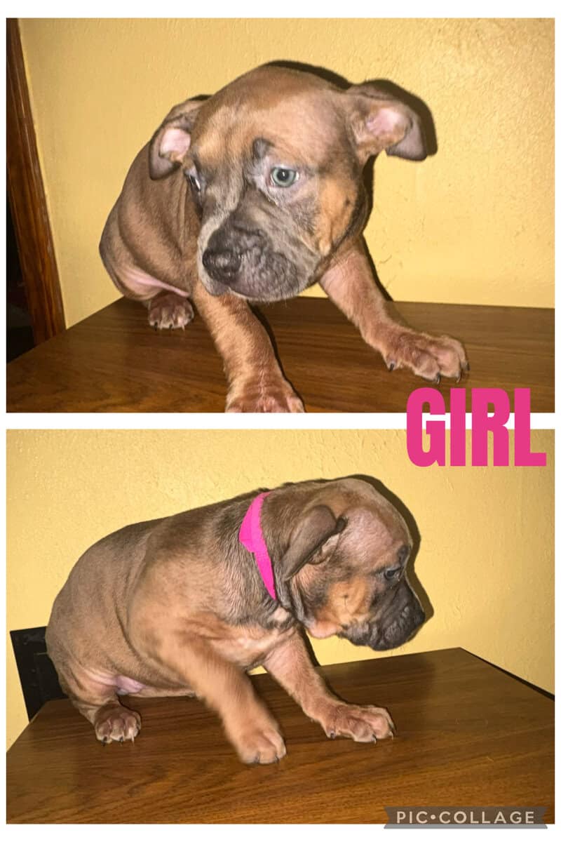 ABKC Registered American Bully puppies image 5