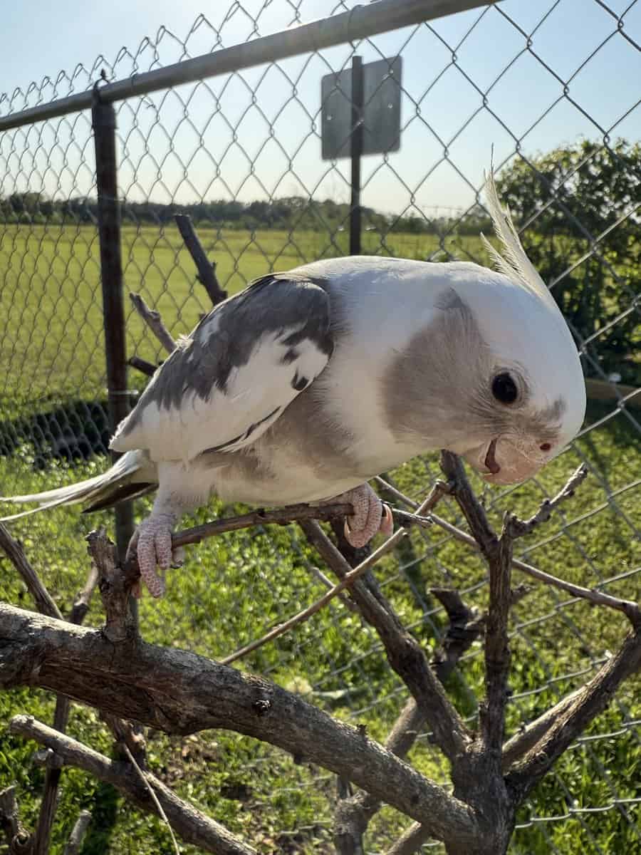 White face male cockateil for sale image 1