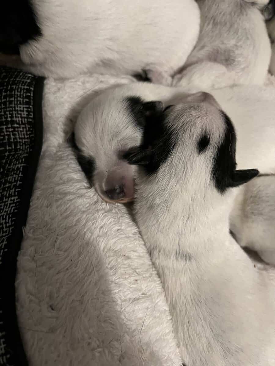 Australian cattle dog pups image 5