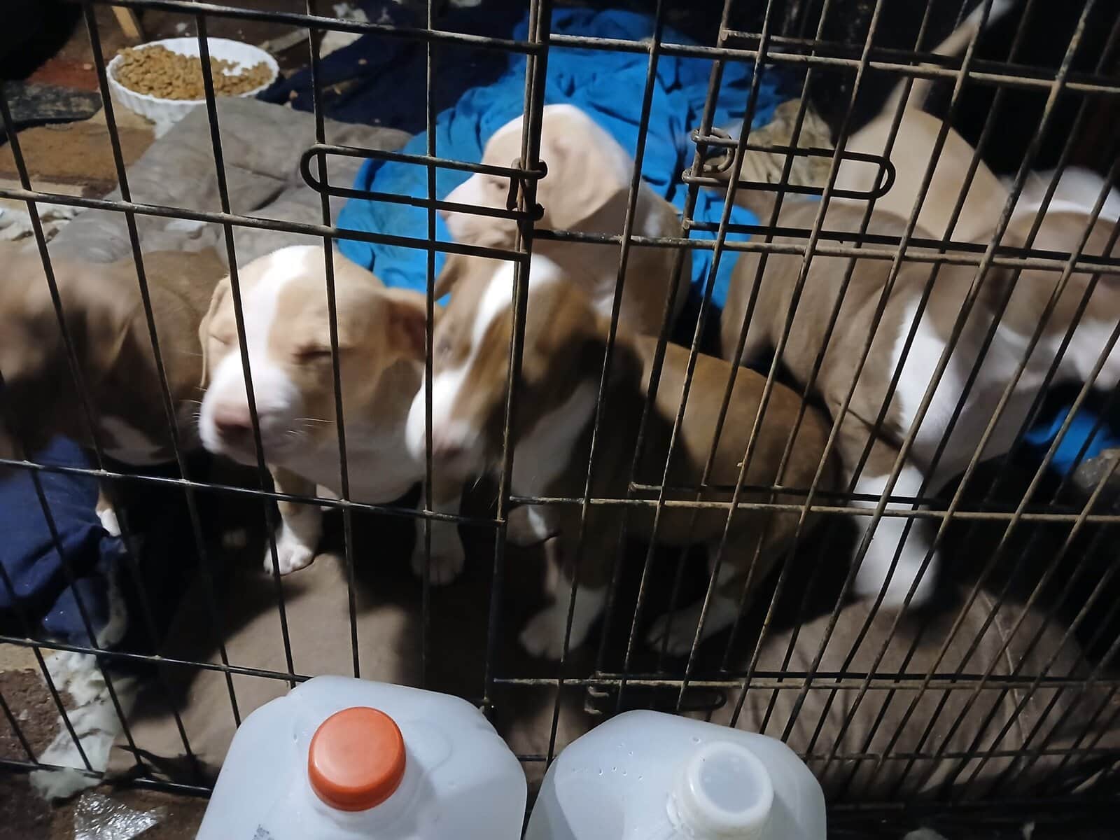Full blooded pitbull puppies for sale image 2