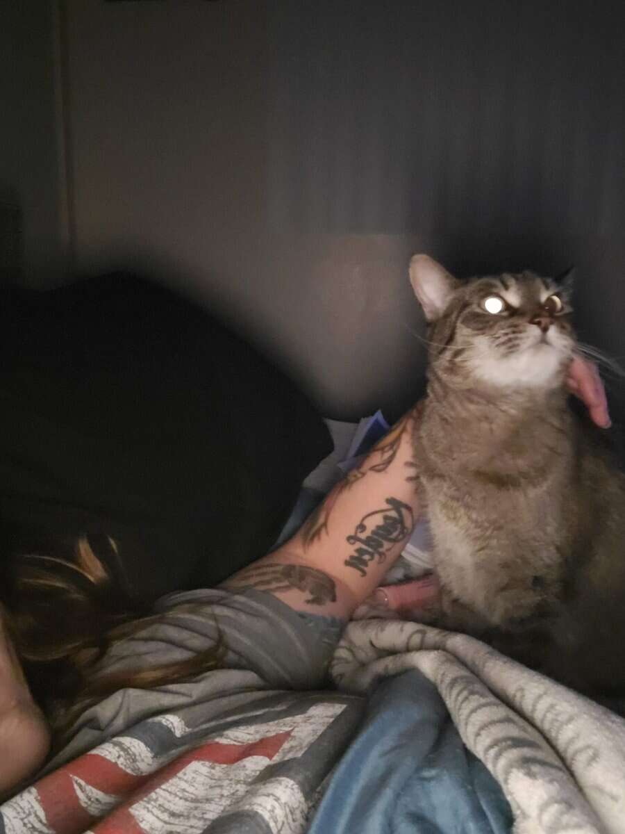 Free cat looking for a new forever home. image 6