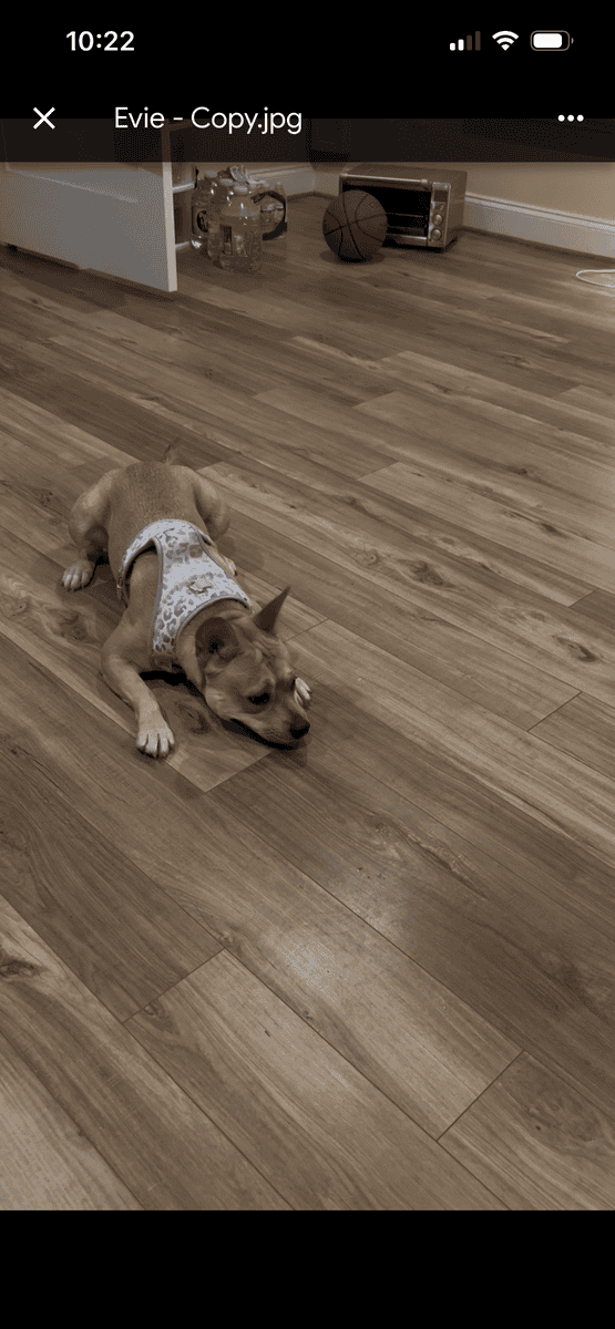 Meet Evie- Adorable, fun Frenchie mix seeking home image 5