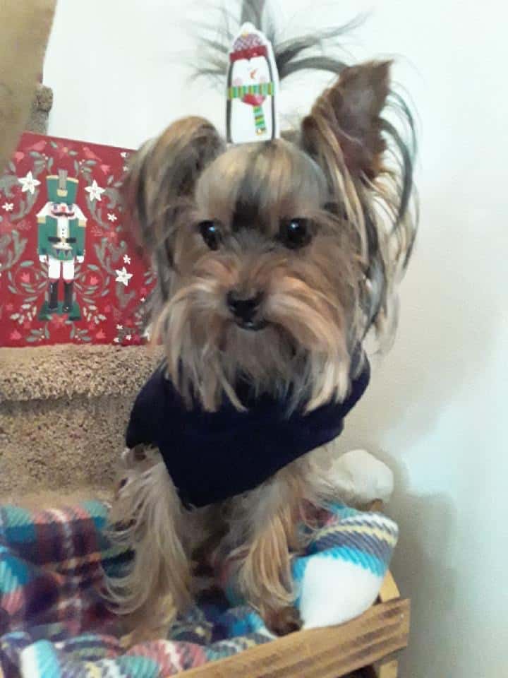 Male yorkie in need of new home image 4