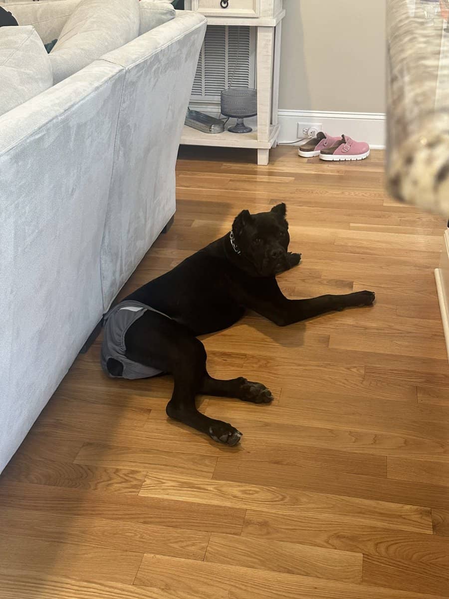 Cane Corso Pup image 2
