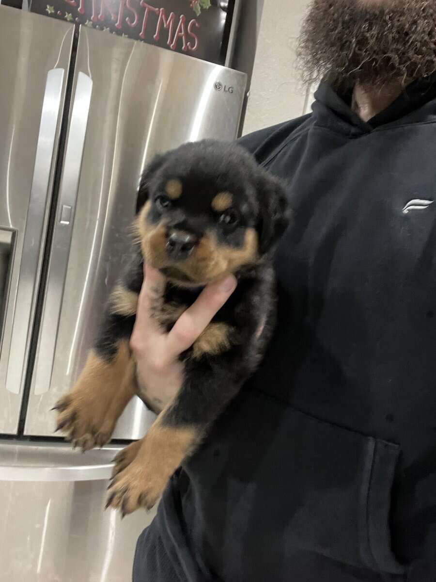 Dark Blue Collar Rottweiler image 5