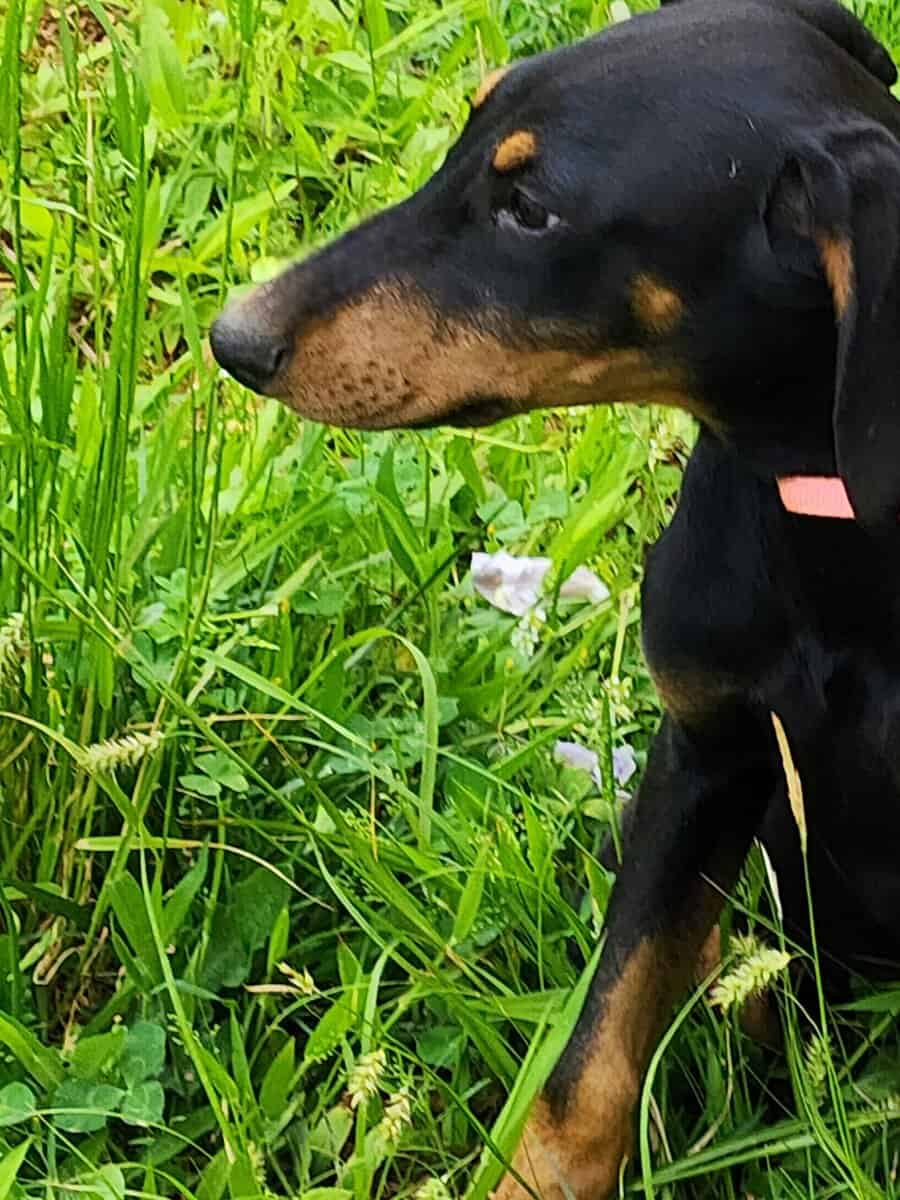 Doberman image 5