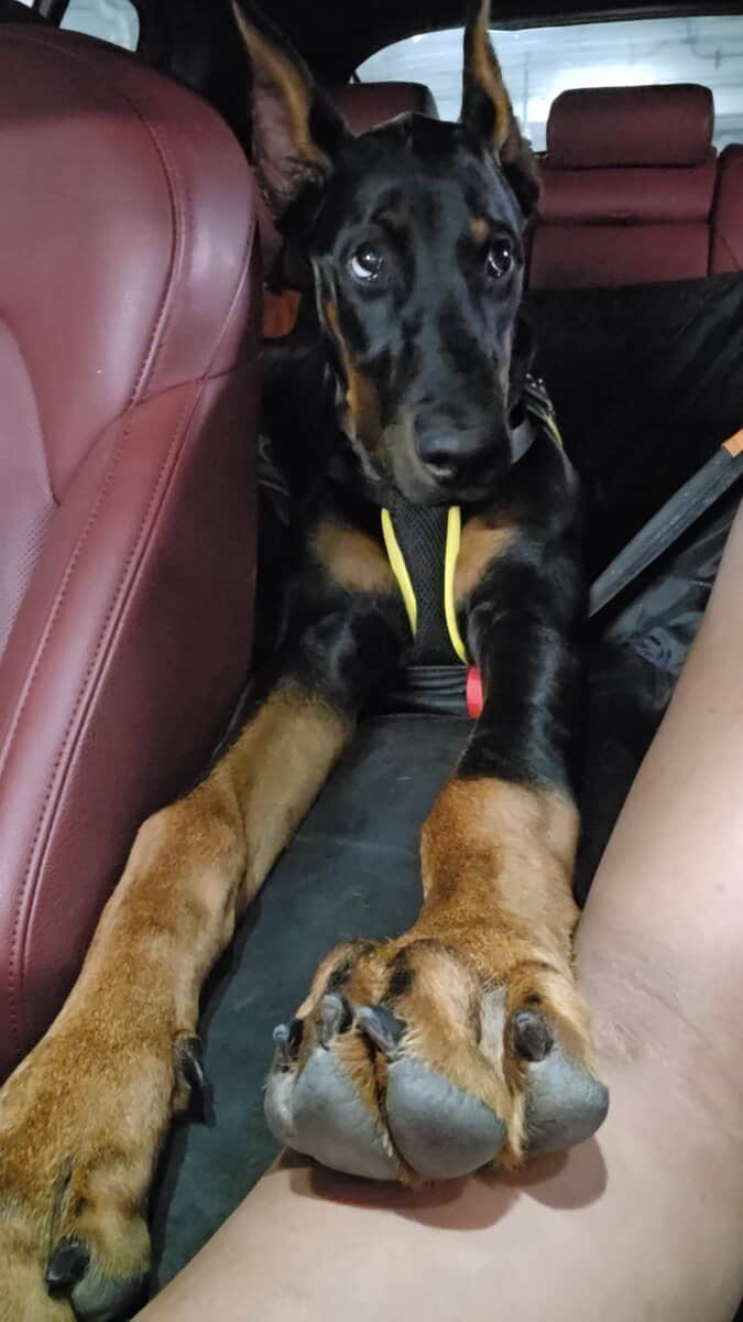 Half American half European Doberman 12 months image 1
