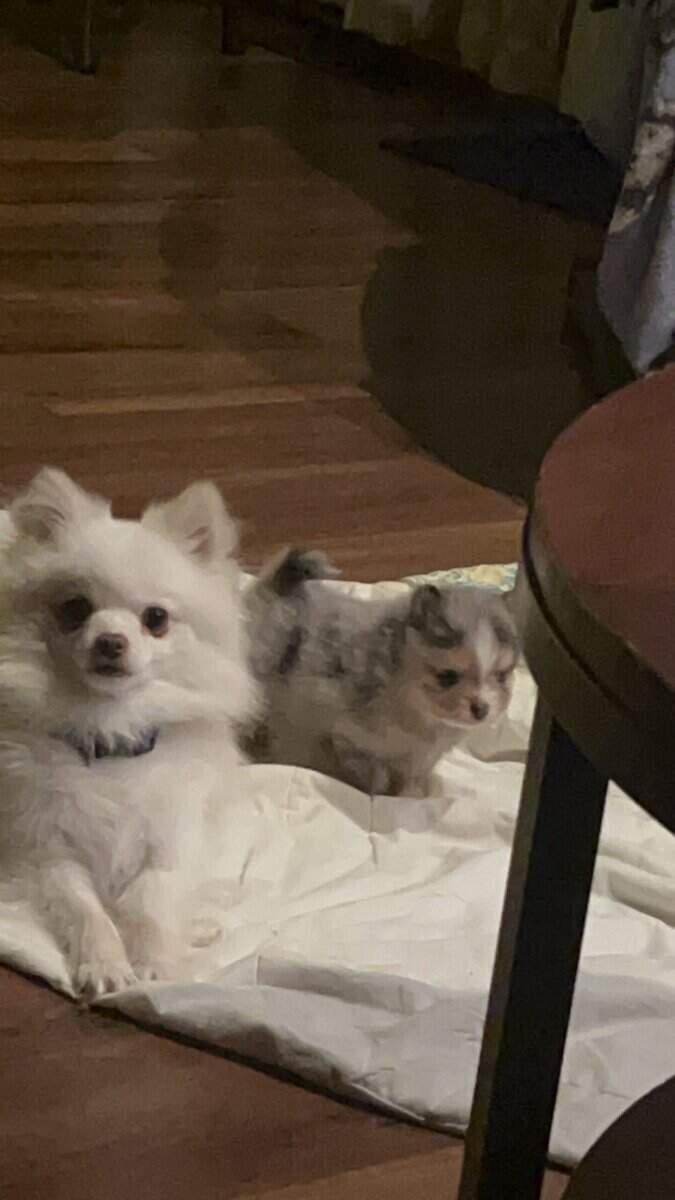 Pomeranian puppies image 8