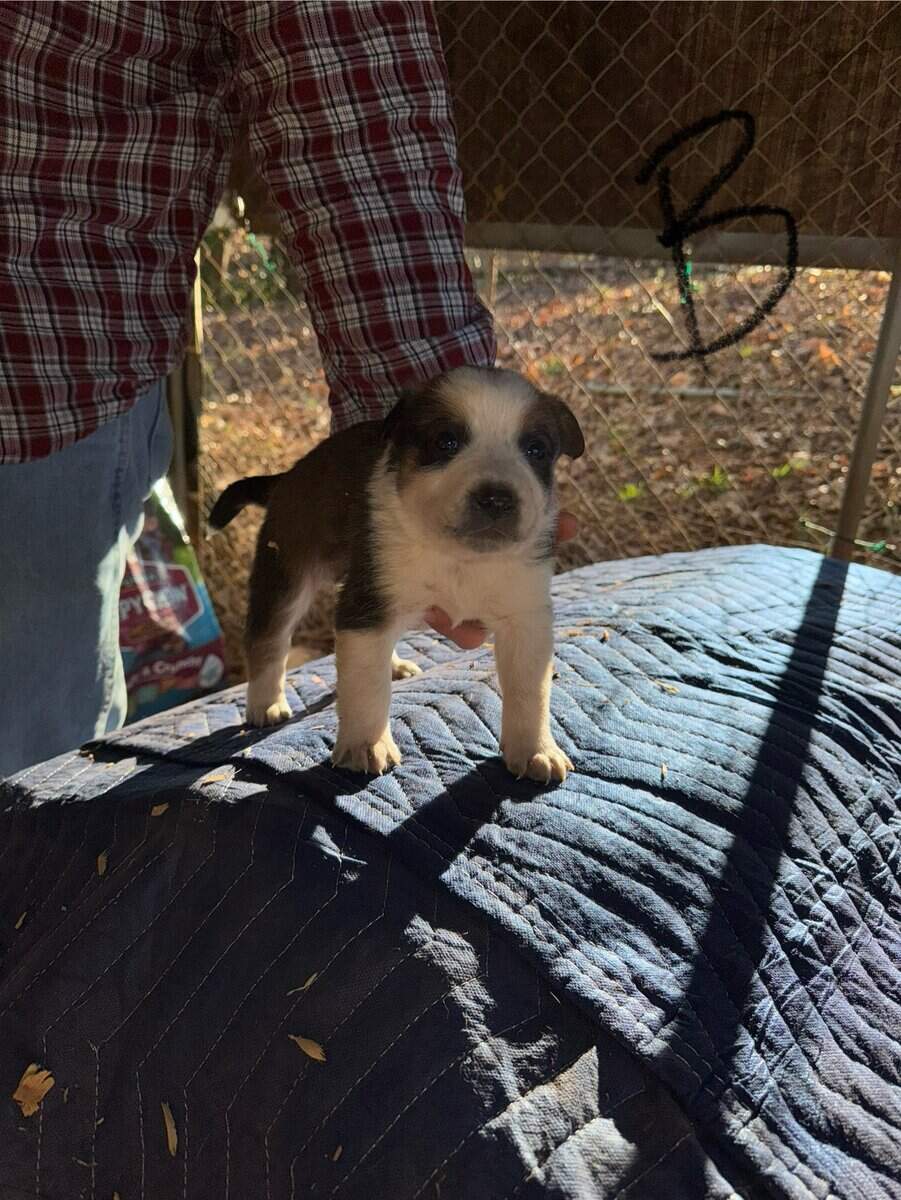 Border Collie/ Australian Shepard mix puppies image 8
