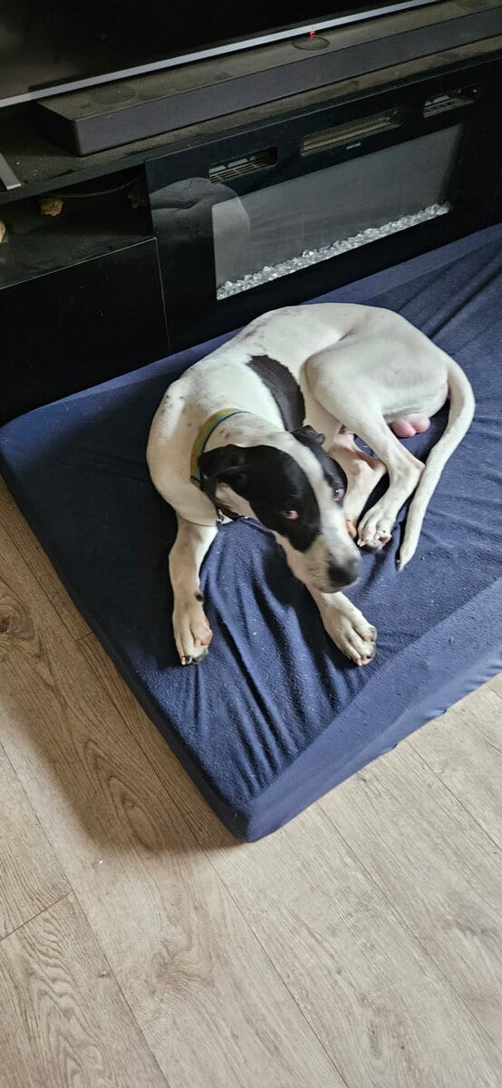 Two 9 month old Danes for sale image 3