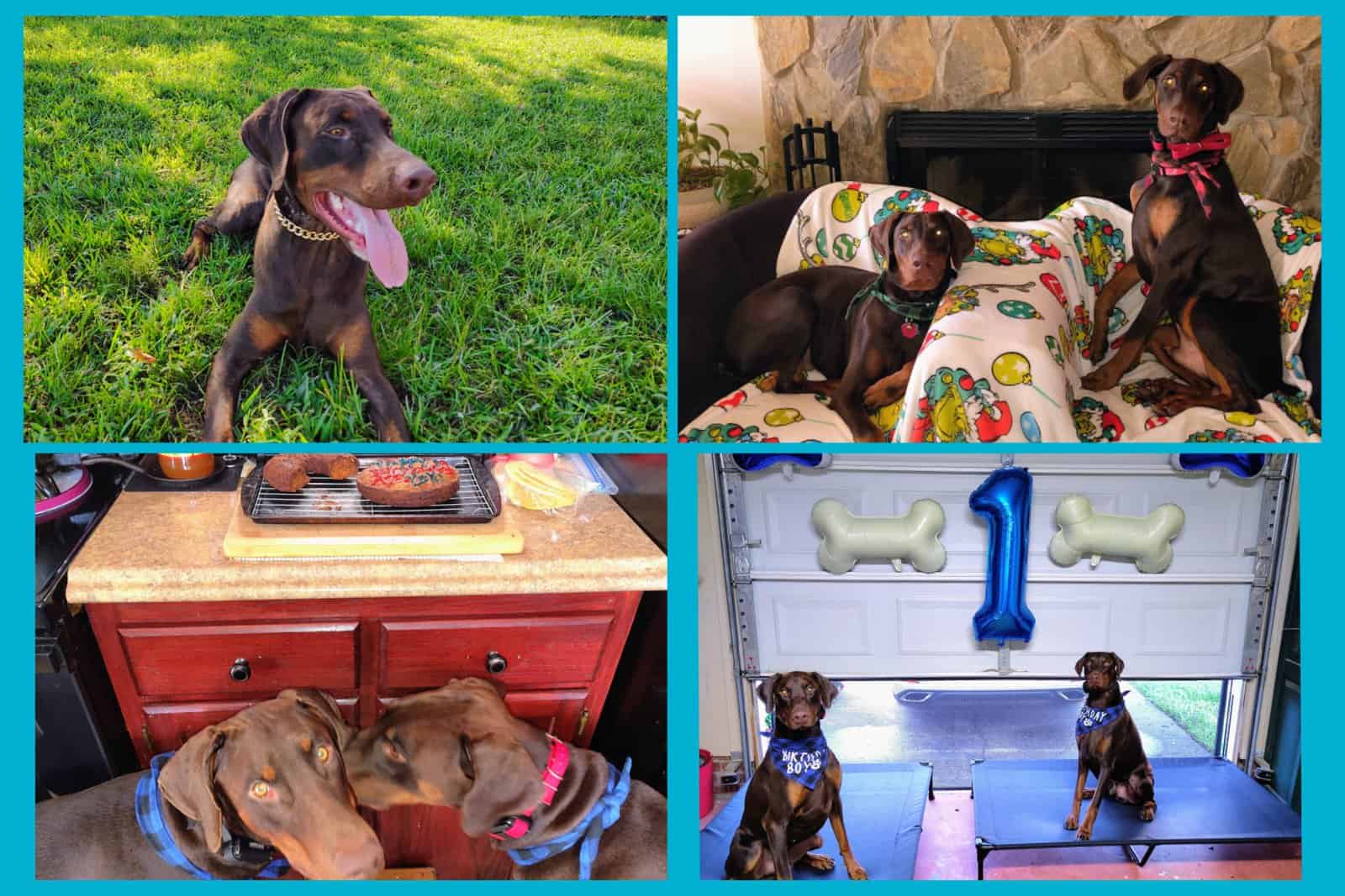 RE-HOMING Ace & Loki — Purebred Dobermans image 1