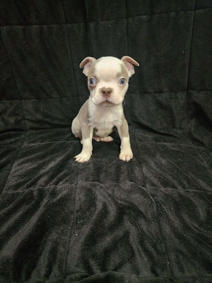 Boston Terrier male image 2