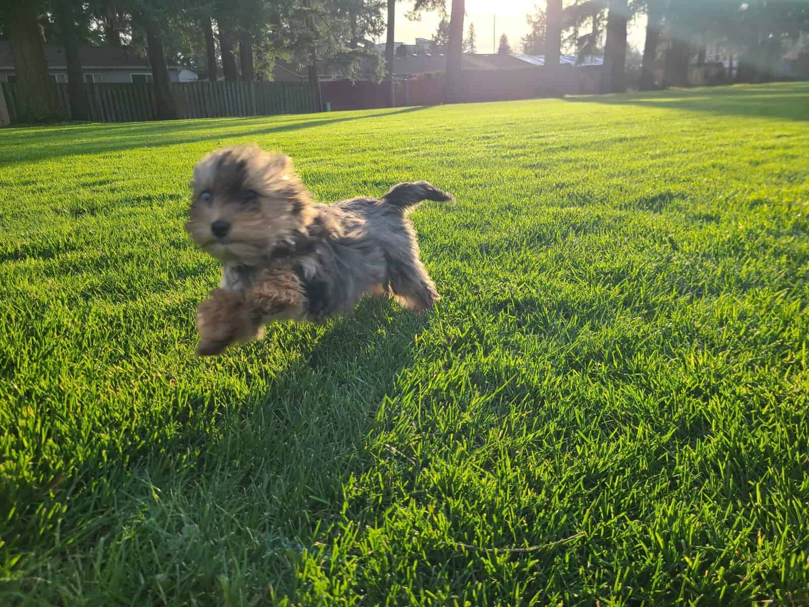 Yorkie image 3