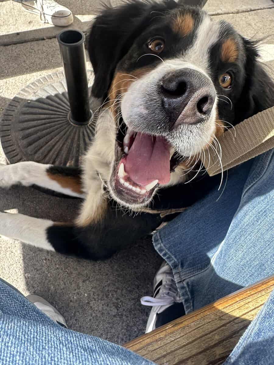 PURE BRED BERNESE MOUNTAIN DOG image 2