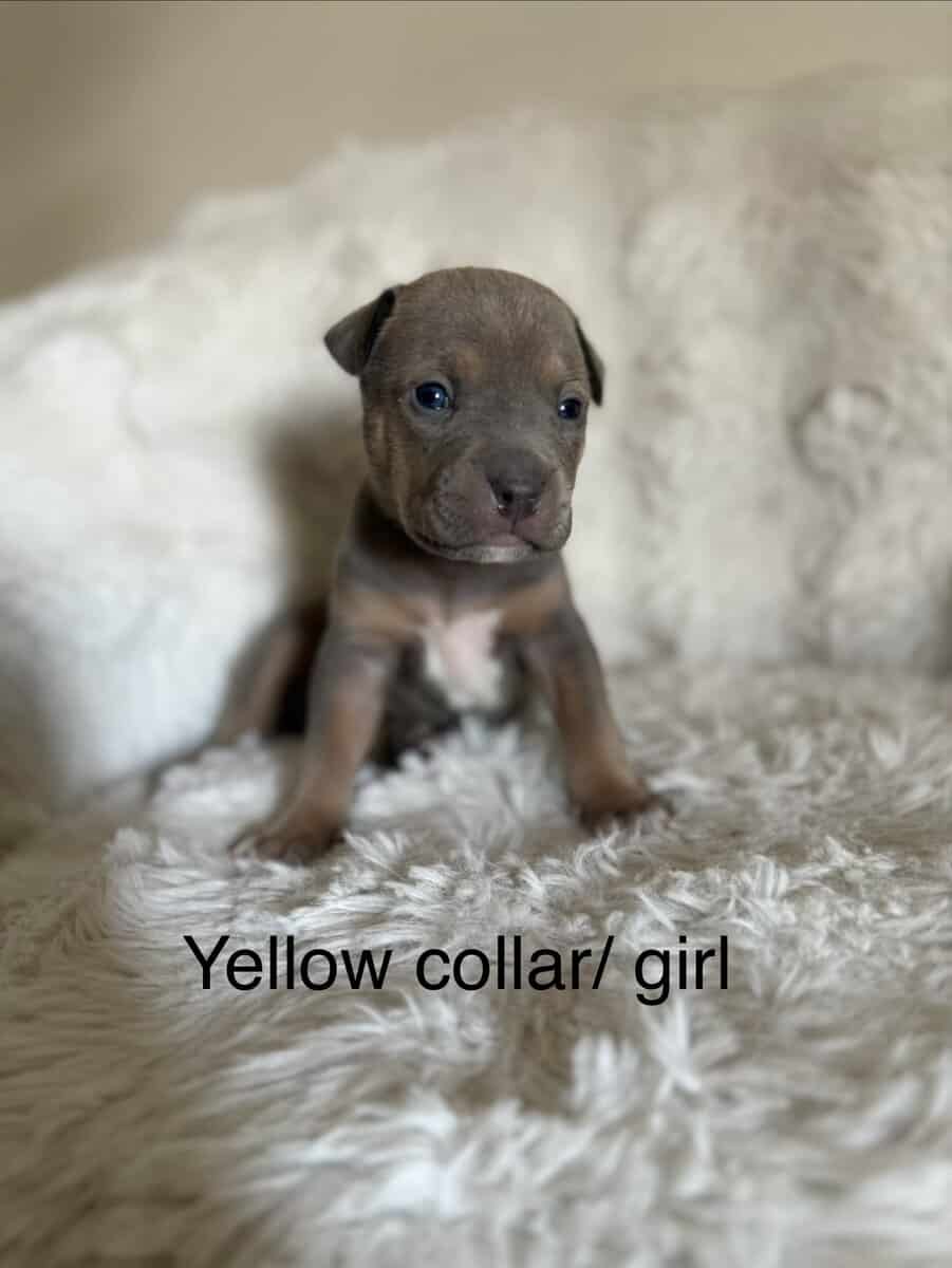 Bandog Puppies image 8