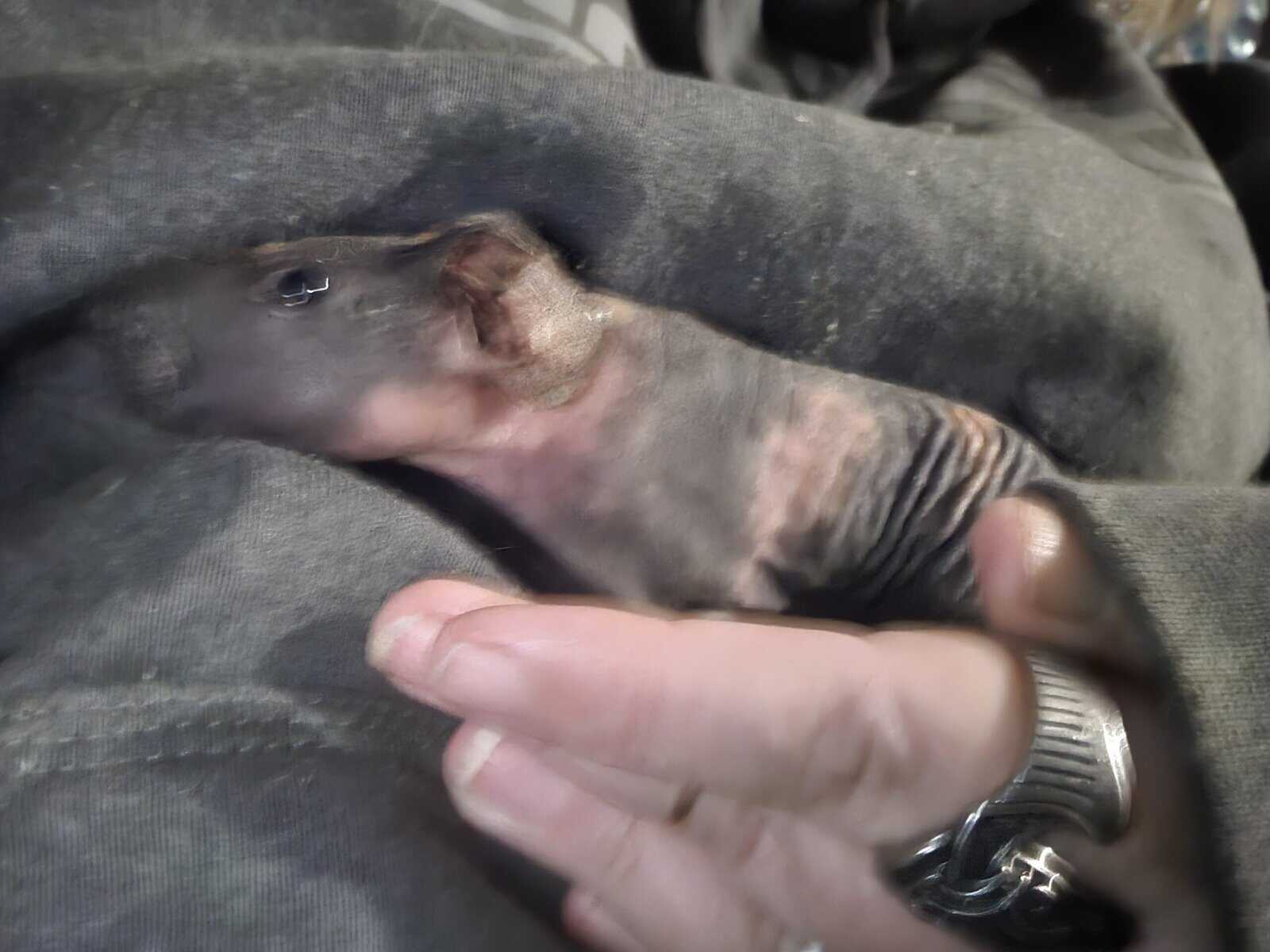 Skinny pig babies for rehoming image 5