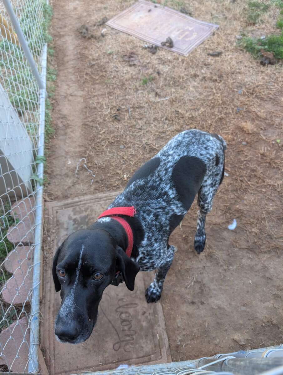 German Shorthair Pointer Puppies image 18