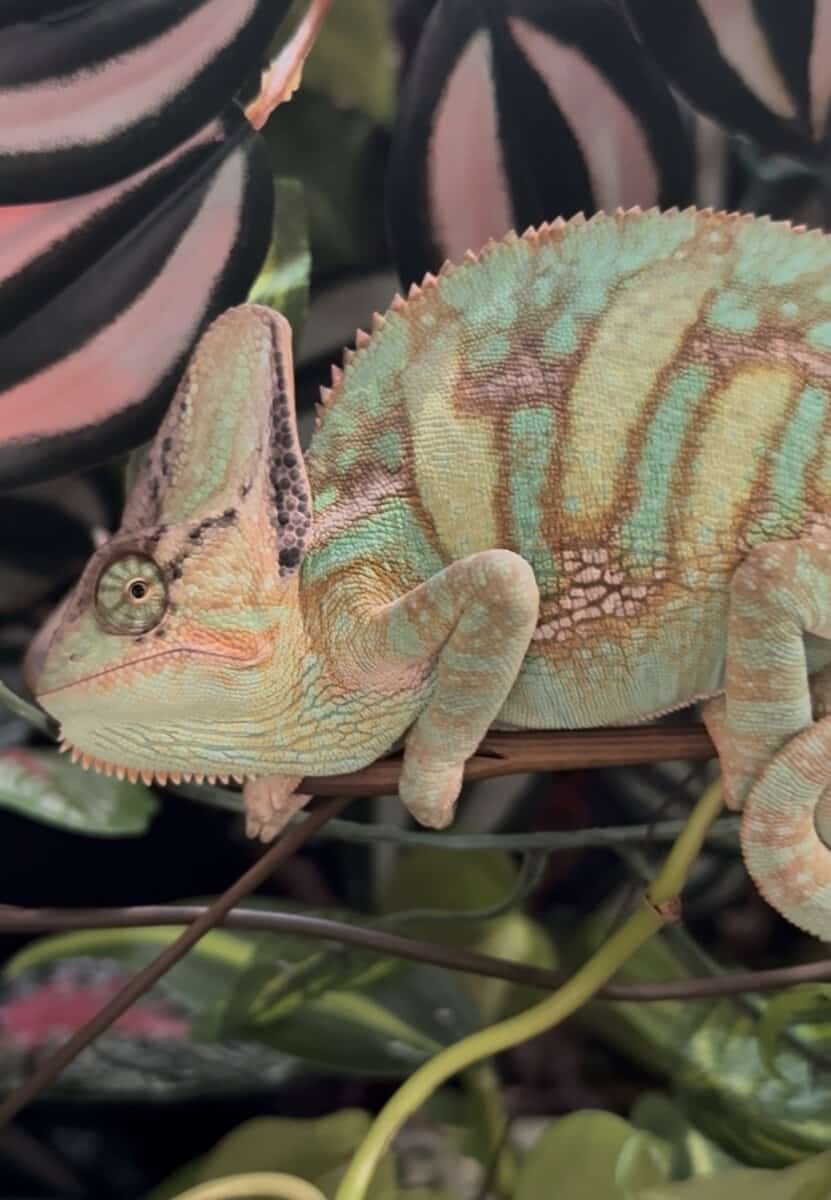 Veiled chameleon image 3