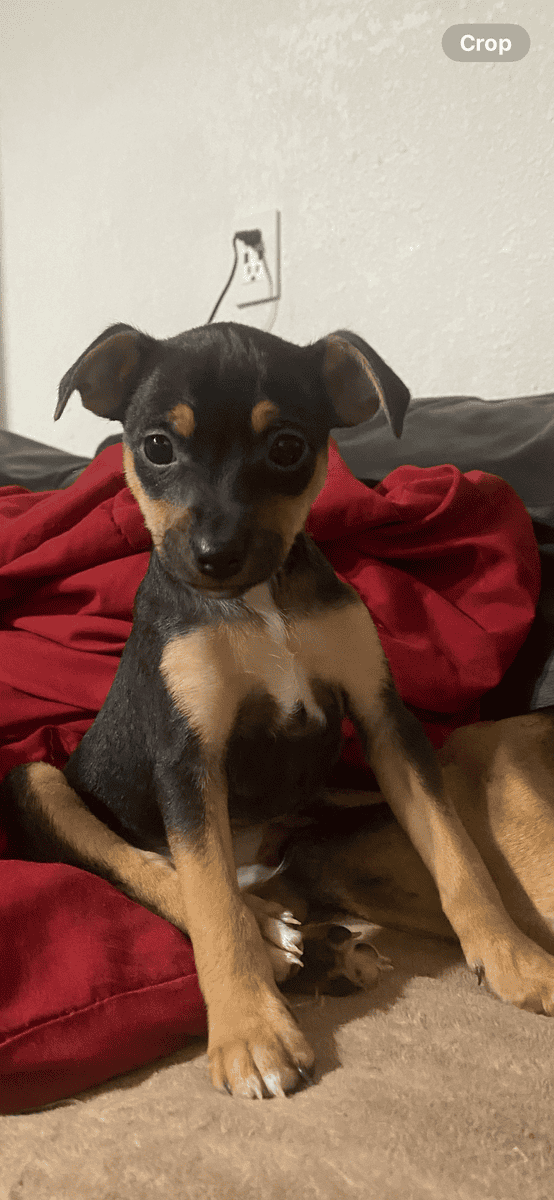 Rat Terrier male pups image 2