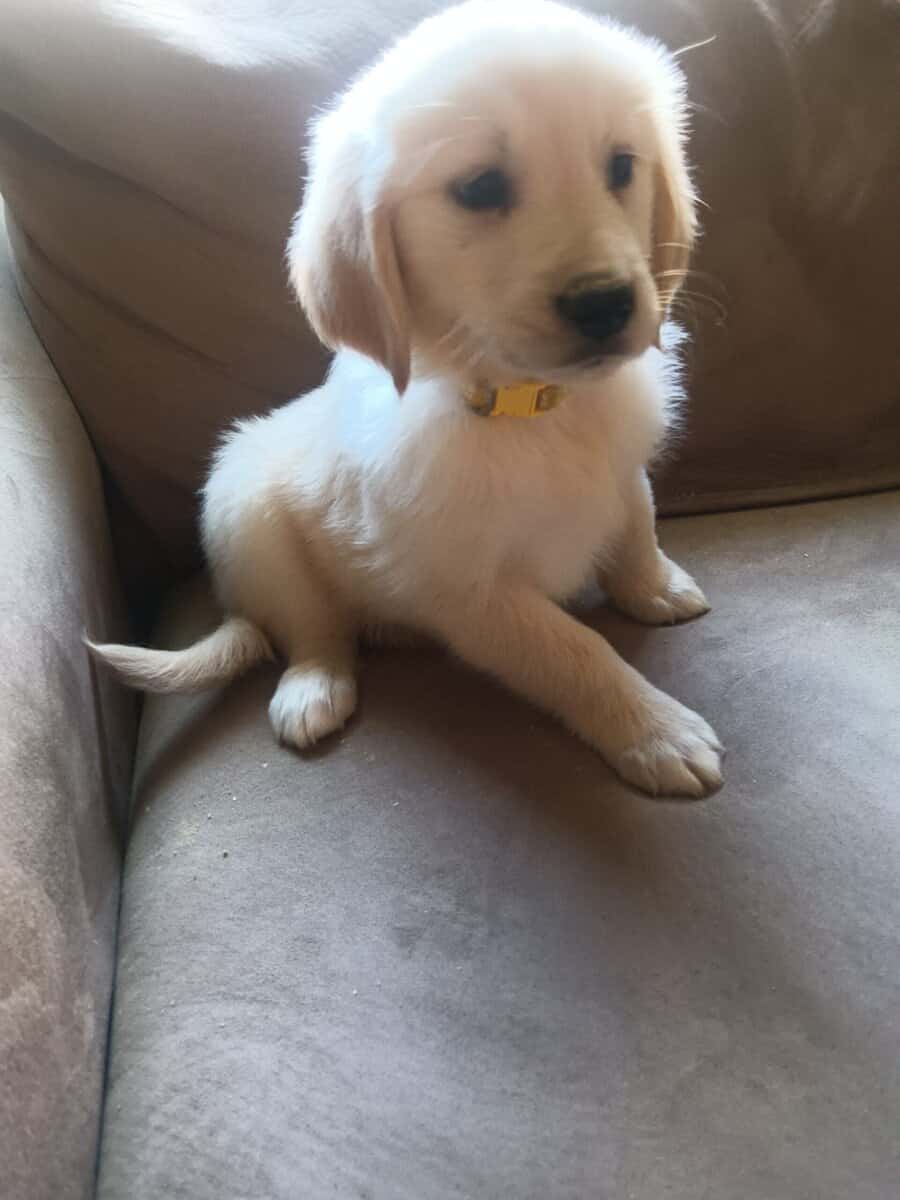 Golden retriever puppies image 5
