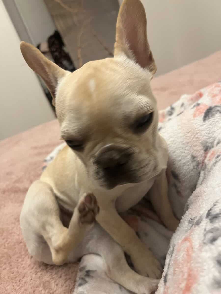 French Bulldog image 2