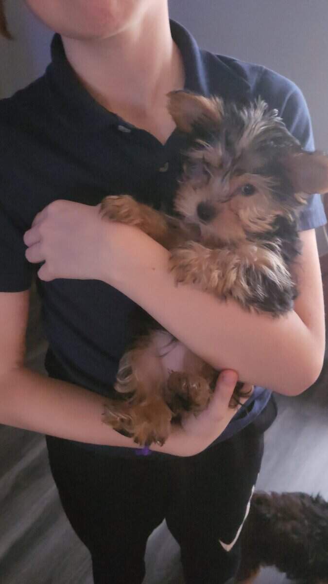 Yorkie puppies for sale image 5