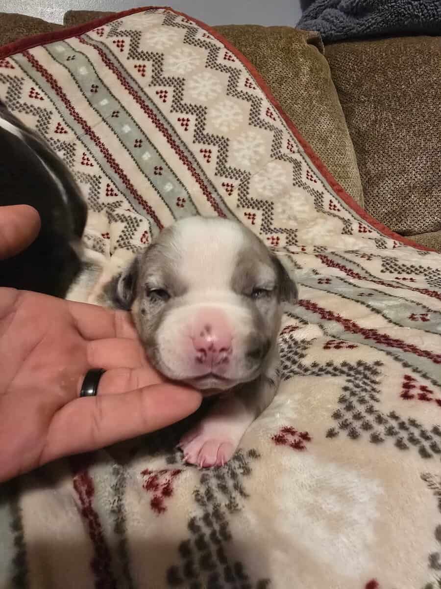 American Bully Puppies image 4