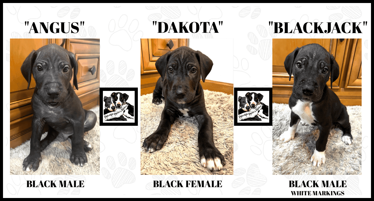 AKC PUREBRED GREAT DANE PUPPIES IN NORTH DAKOTA image 2