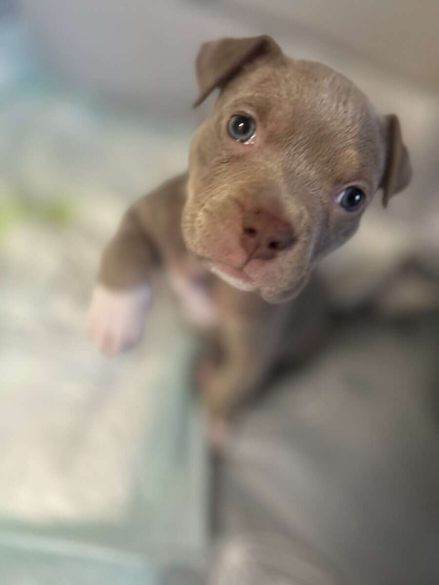 Puppy for sale Say hi to Denim image 1