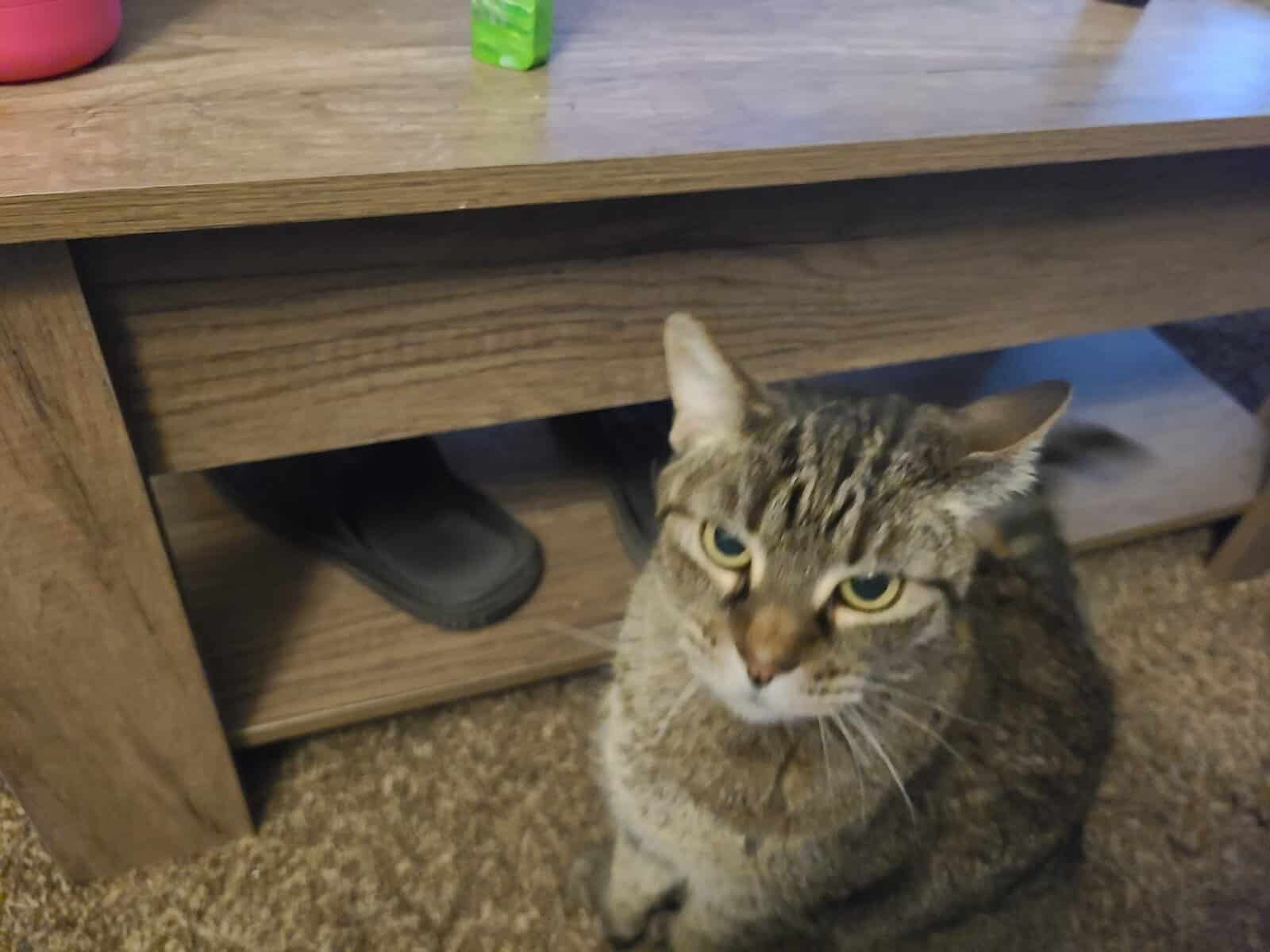 Free cat looking for a new forever home. image 1