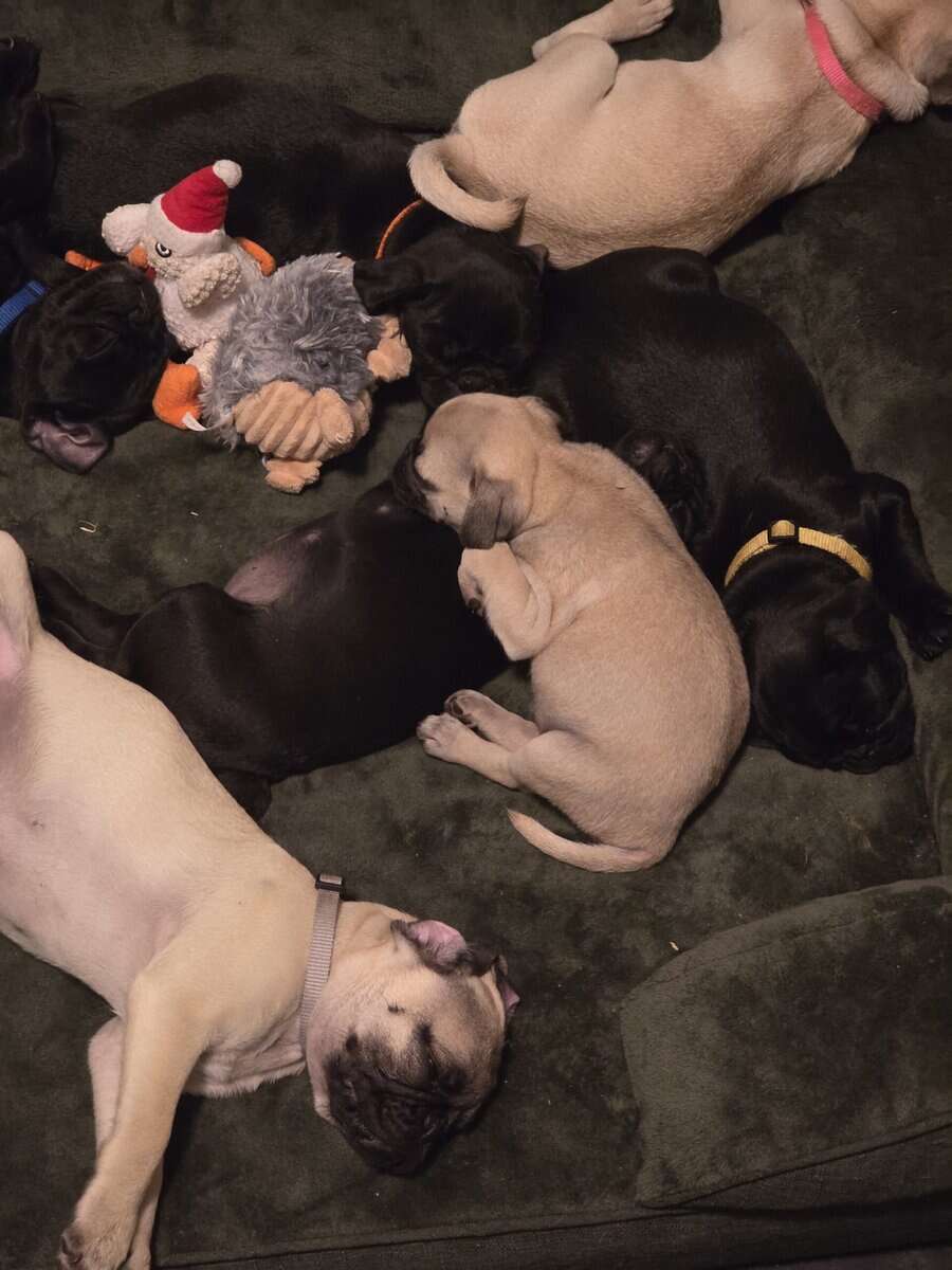 Pug puppies for sale image 3