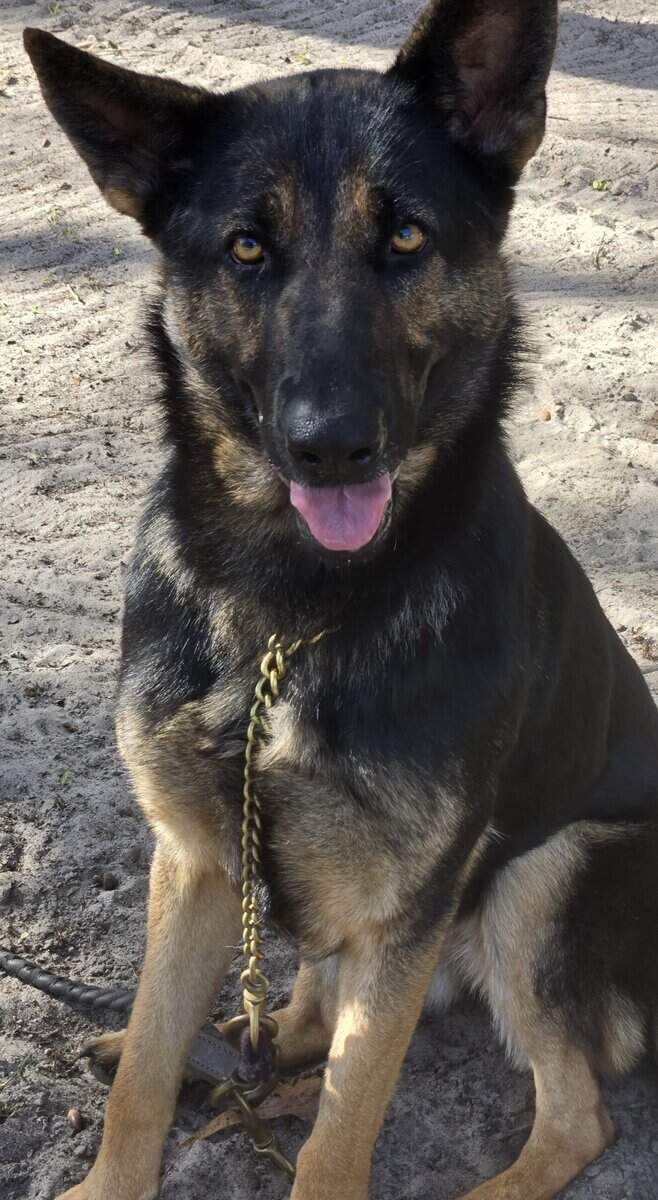 German Shepherd female image 4