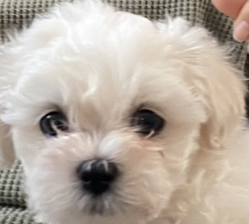 Adorable Multipoo Puppy image 1