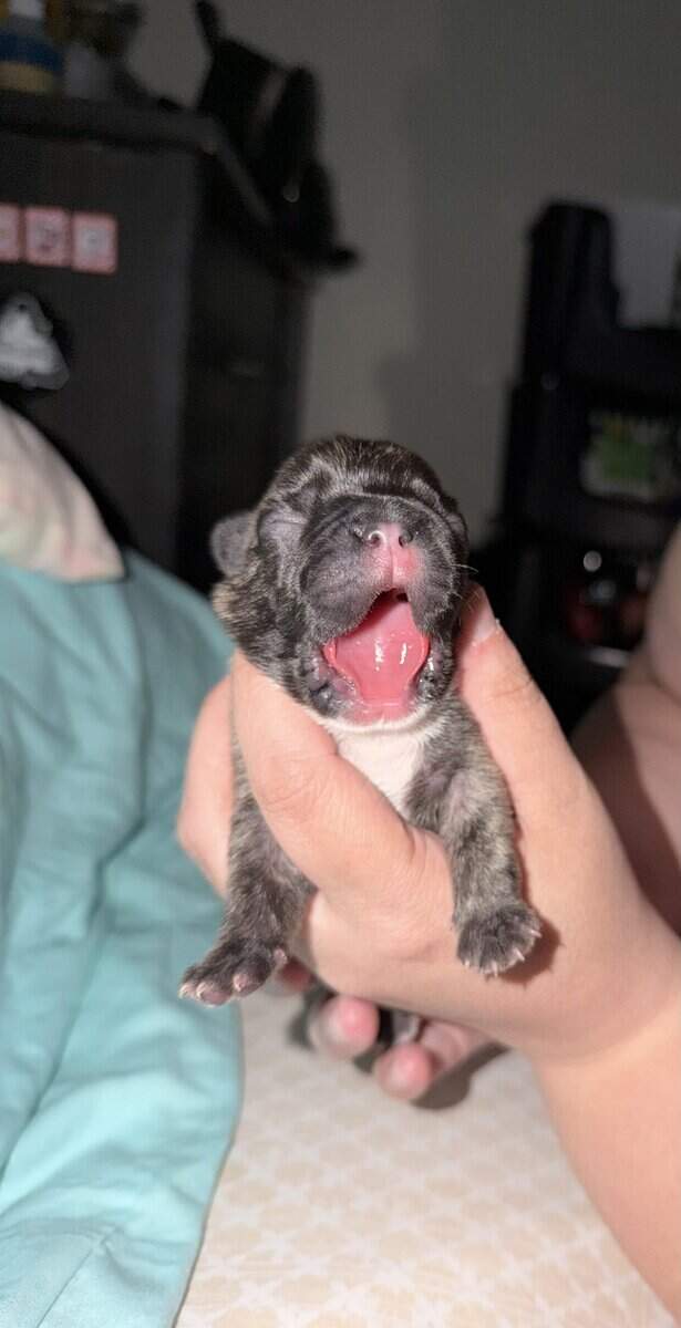 French bulldog puppies image 4