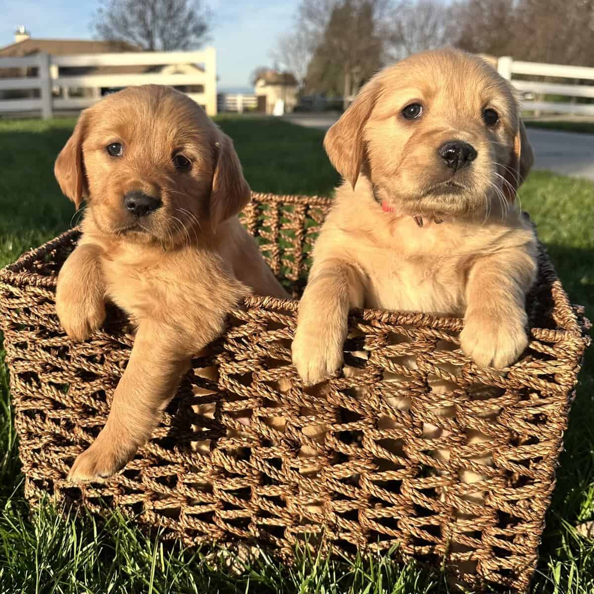 Golden Retreiver pups - avail Feb 1 image 1