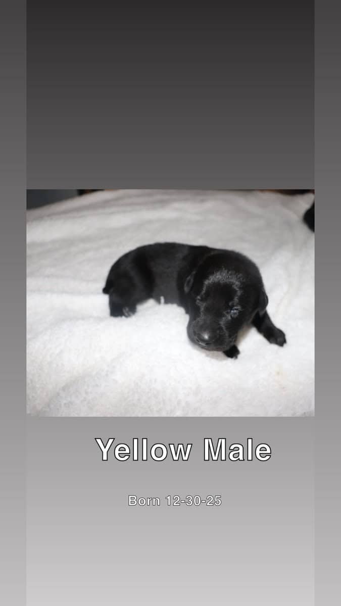 Puppies for sale image 5