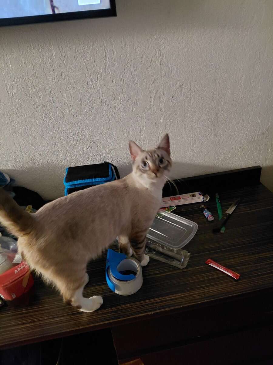 I need to find my buddy a home image 1