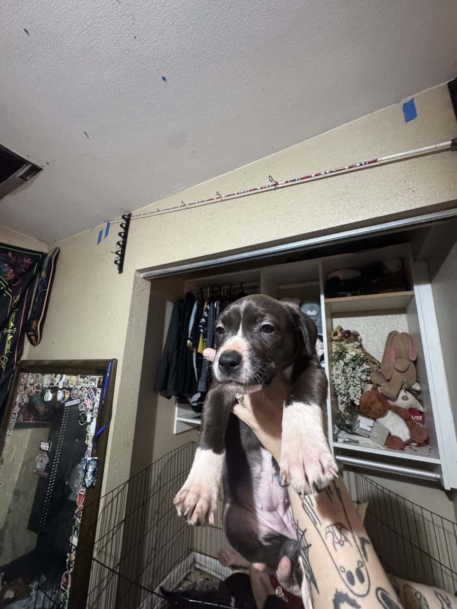 Puppies image 1
