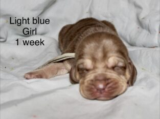 AKC bloodhounds 2026