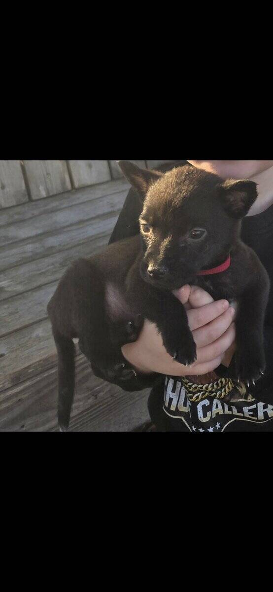 7 Week Old Female Puppy Blue Heeler and Blue Pitt image 1