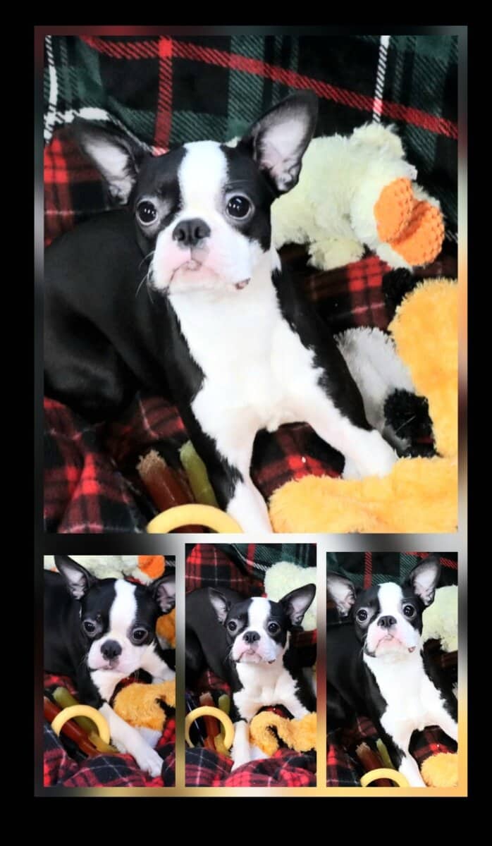 CKC Boston Terrier puppies image 2