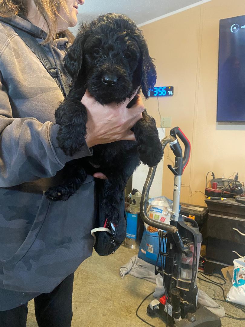 Goldendoodle puppy image 3