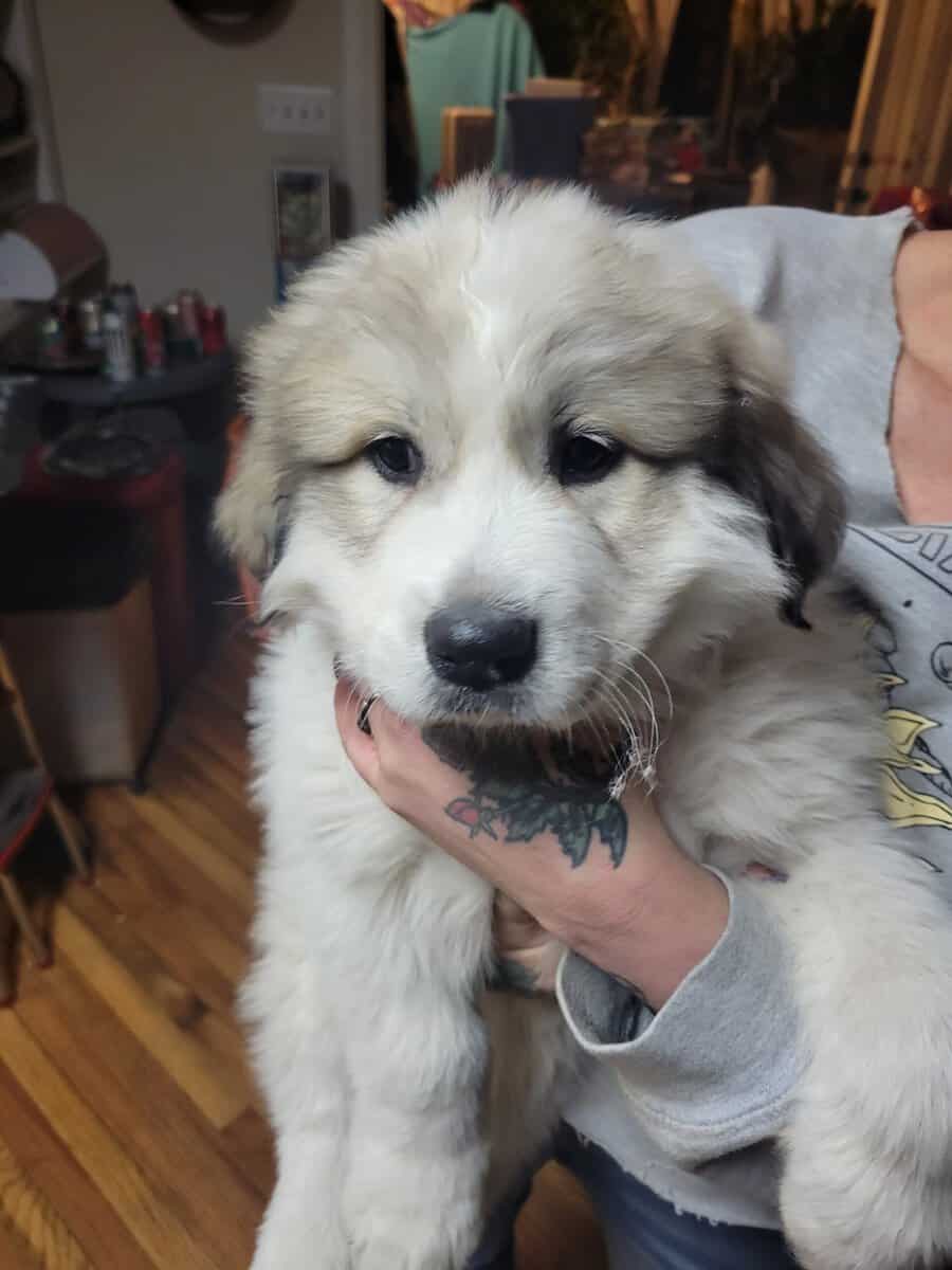 AKC Registered Great Pyrenees Puppies image 3
