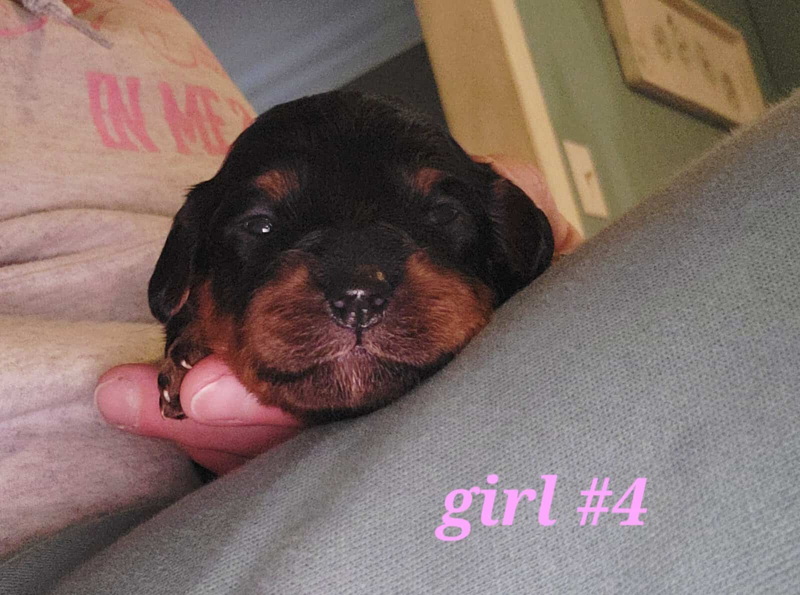 Janice- cavapoo image 4